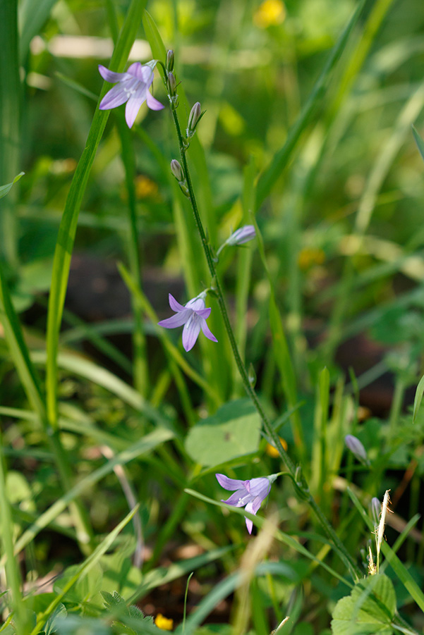 Campanula rapunculus e Campanula trachelium